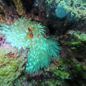 DIVING-SHOP SUNSに投稿された画像（2025/4/1）