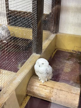 掛川花鳥園に投稿された画像（2025/4/1）