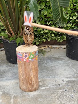 掛川花鳥園に投稿された画像（2025/4/1）