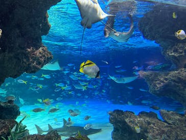 サンシャイン水族館に投稿された画像（2025/3/14）
