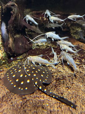 サンシャイン水族館に投稿された画像（2025/3/14）