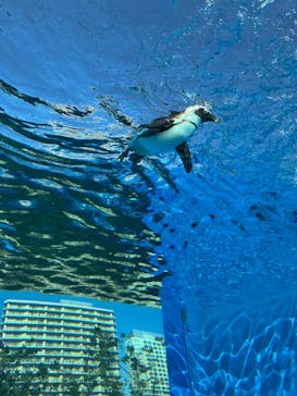 サンシャイン水族館に投稿された画像（2025/3/14）