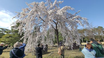 元離宮二条城に投稿された画像（2025/4/1）