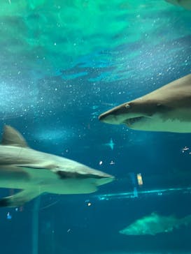 アクアワールド茨城県大洗水族館に投稿された画像（2025/4/1）