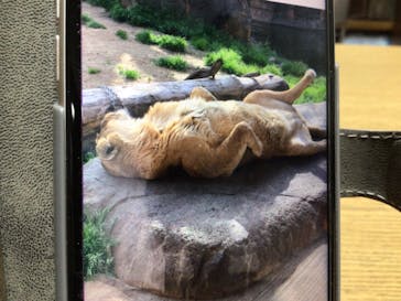 天王寺動物園に投稿された画像（2025/4/1）