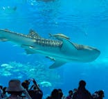 沖縄美ら海水族館に投稿された画像（2025/4/1）