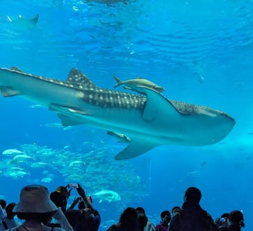 沖縄美ら海水族館に投稿された画像（2025/4/1）