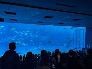 沖縄美ら海水族館に投稿された画像（2025/4/1）