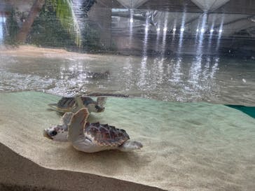 鴨川シーワールドに投稿された画像（2025/4/1）