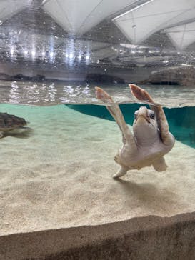 鴨川シーワールドに投稿された画像（2025/4/1）