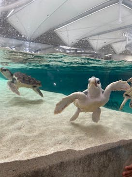 鴨川シーワールドに投稿された画像（2025/4/1）