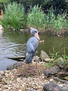 神戸どうぶつ王国に投稿された画像（2025/4/1）