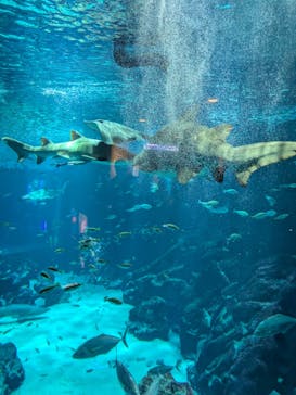 マリンワールド海の中道に投稿された画像（2025/4/1）