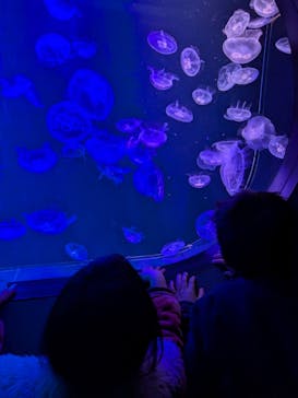 マリンワールド海の中道に投稿された画像（2025/4/1）