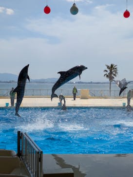 マリンワールド海の中道に投稿された画像（2025/4/1）