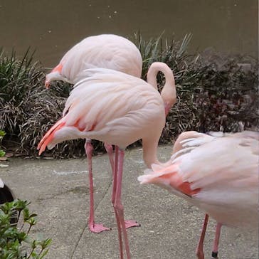 長崎バイオパークに投稿された画像（2025/4/1）