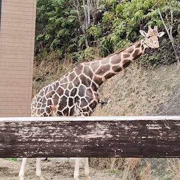 長崎バイオパークに投稿された画像（2025/4/1）