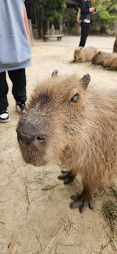 長崎バイオパークに投稿された画像（2025/4/1）