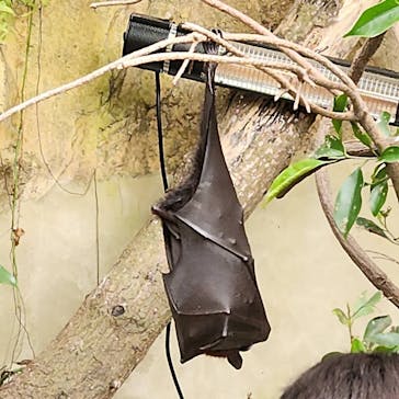 長崎バイオパークに投稿された画像（2025/4/1）