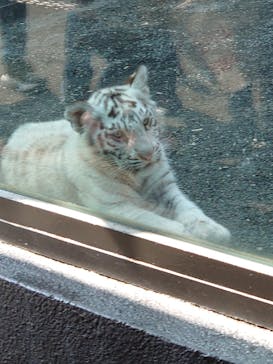 東武動物公園に投稿された画像（2025/4/1）