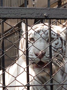 東武動物公園に投稿された画像（2025/4/1）