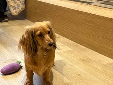 いぬカフェRio 秋葉原店に投稿された画像（2025/4/1）