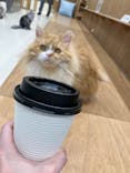 Cat Café MOFF イオンモールナゴヤドーム前店に投稿された画像（2025/4/1）