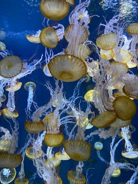 新江ノ島水族館に投稿された画像（2025/4/1）