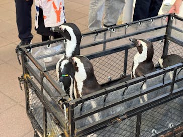 マリンワールド海の中道に投稿された画像（2025/4/1）