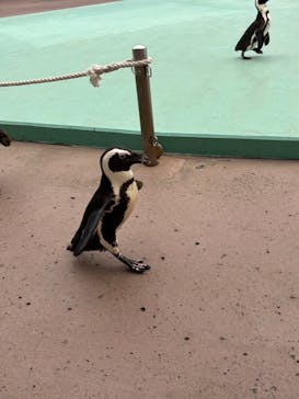 横浜・八景島シーパラダイスに投稿された画像（2025/4/1）