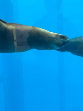 横浜・八景島シーパラダイスに投稿された画像（2025/4/1）