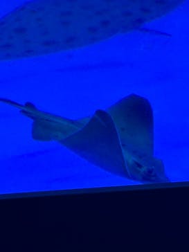 横浜・八景島シーパラダイスに投稿された画像（2025/4/1）