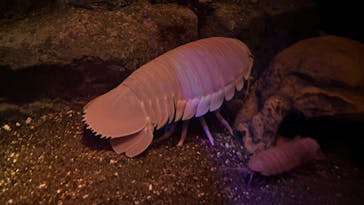 新江ノ島水族館に投稿された画像（2025/4/1）