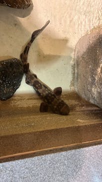 新江ノ島水族館に投稿された画像（2025/4/1）