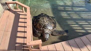 新江ノ島水族館に投稿された画像（2025/4/1）