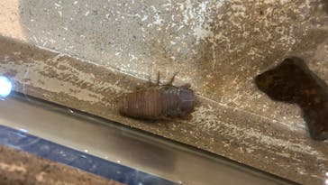 新江ノ島水族館に投稿された画像（2025/4/1）