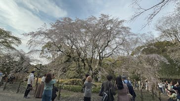 六義園に投稿された画像（2025/4/1）