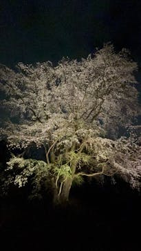 六義園に投稿された画像（2025/4/1）