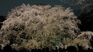 六義園に投稿された画像（2025/4/1）
