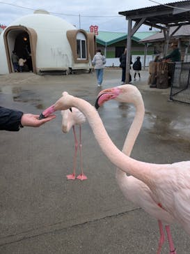 阿蘇ファームランドに投稿された画像（2025/4/1）