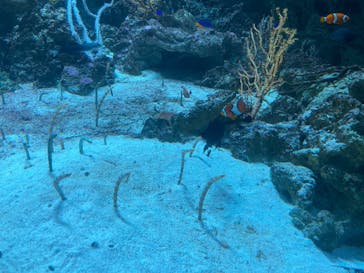 マクセル アクアパーク品川に投稿された画像（2025/4/1）