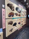 特別展「鳥～ゲノム解析が解き明かす新しい鳥類の系統～」に投稿された画像（2025/4/2）