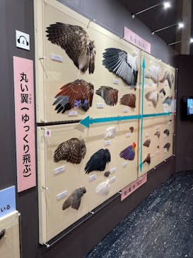 特別展「鳥～ゲノム解析が解き明かす新しい鳥類の系統～」に投稿された画像（2025/4/1）