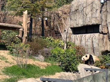 恩賜上野動物園に投稿された画像（2025/4/1）