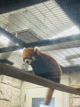 天王寺動物園に投稿された画像（2025/4/2）