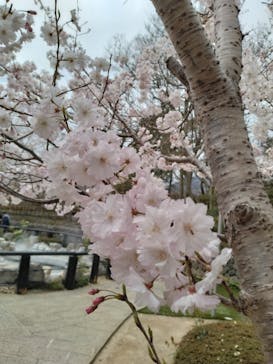 べっぷ地獄めぐりに投稿された画像（2025/4/2）