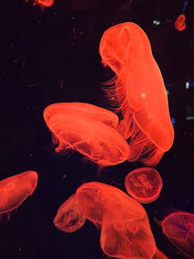 名古屋港水族館に投稿された画像（2025/4/2）