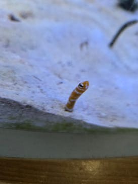 名古屋港水族館に投稿された画像（2025/4/2）