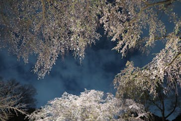 六義園に投稿された画像（2025/4/2）