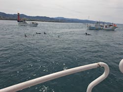 口之津観光船企業組合に投稿された画像（2025/4/2）